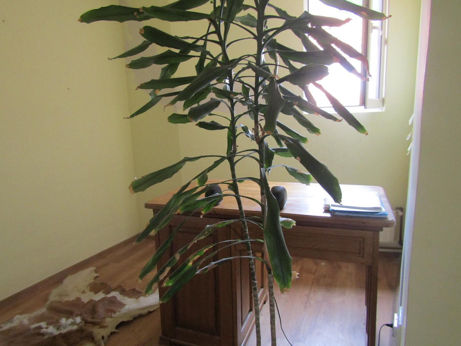 Casa de vânzare 4 camere Central - 27609CV | BLITZ Cluj-Napoca | Poza6