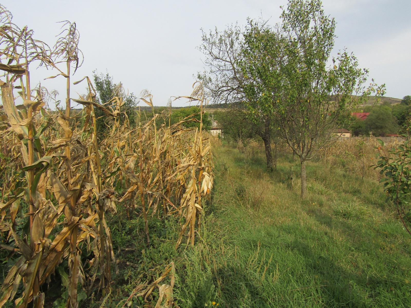 Casa de vânzare 1 camera Exterior Nord - 28070CV | BLITZ Cluj-Napoca | Poza3