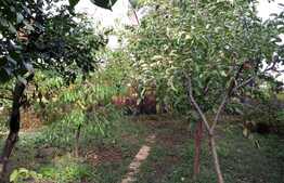 Casa individuala demolabila, teren de 240 mp, zona linistita