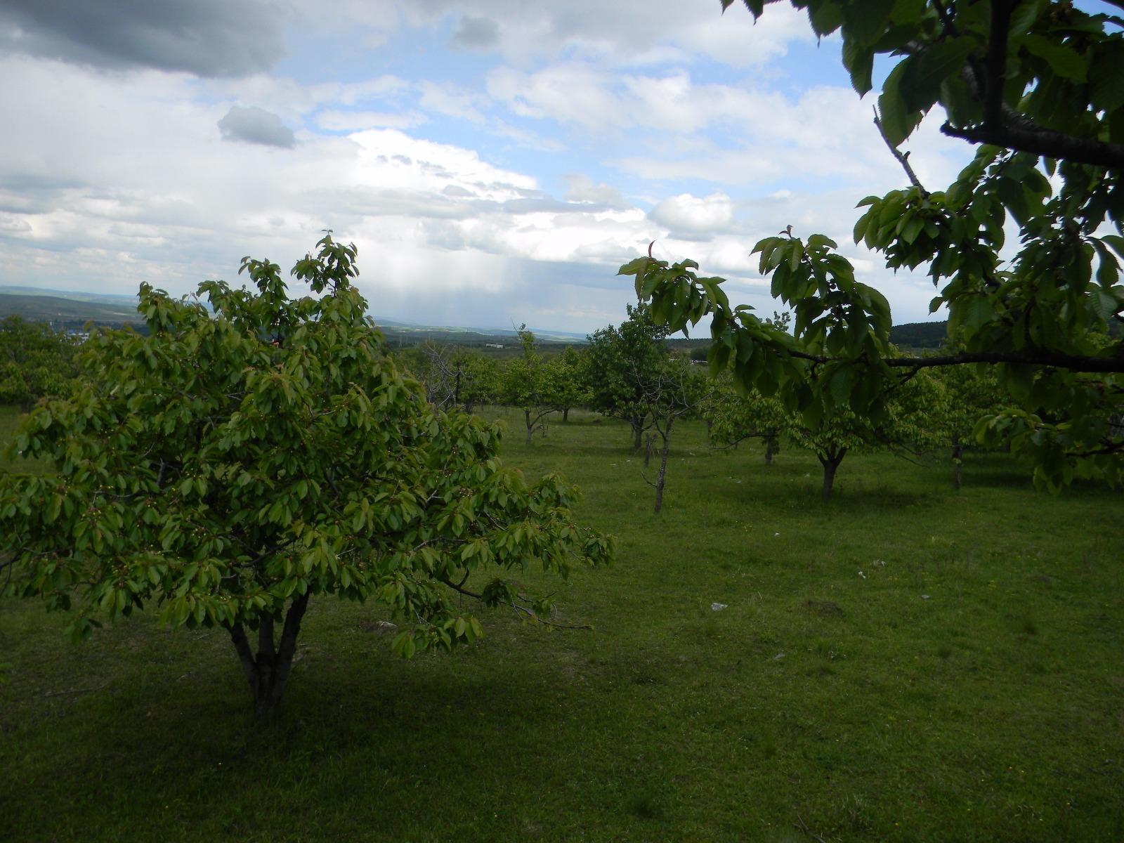 Teren de vânzare Făget - 28247TV | BLITZ Cluj-Napoca | Poza2
