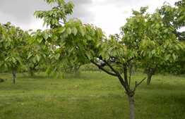 Teren de vanzare 1300 mp, front 25 ml, PUZ in lucru