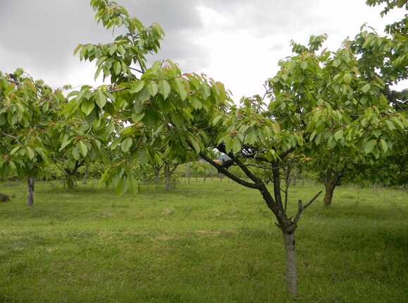 Teren de vânzare Făget - 28248TV | BLITZ Cluj-Napoca | Poza2