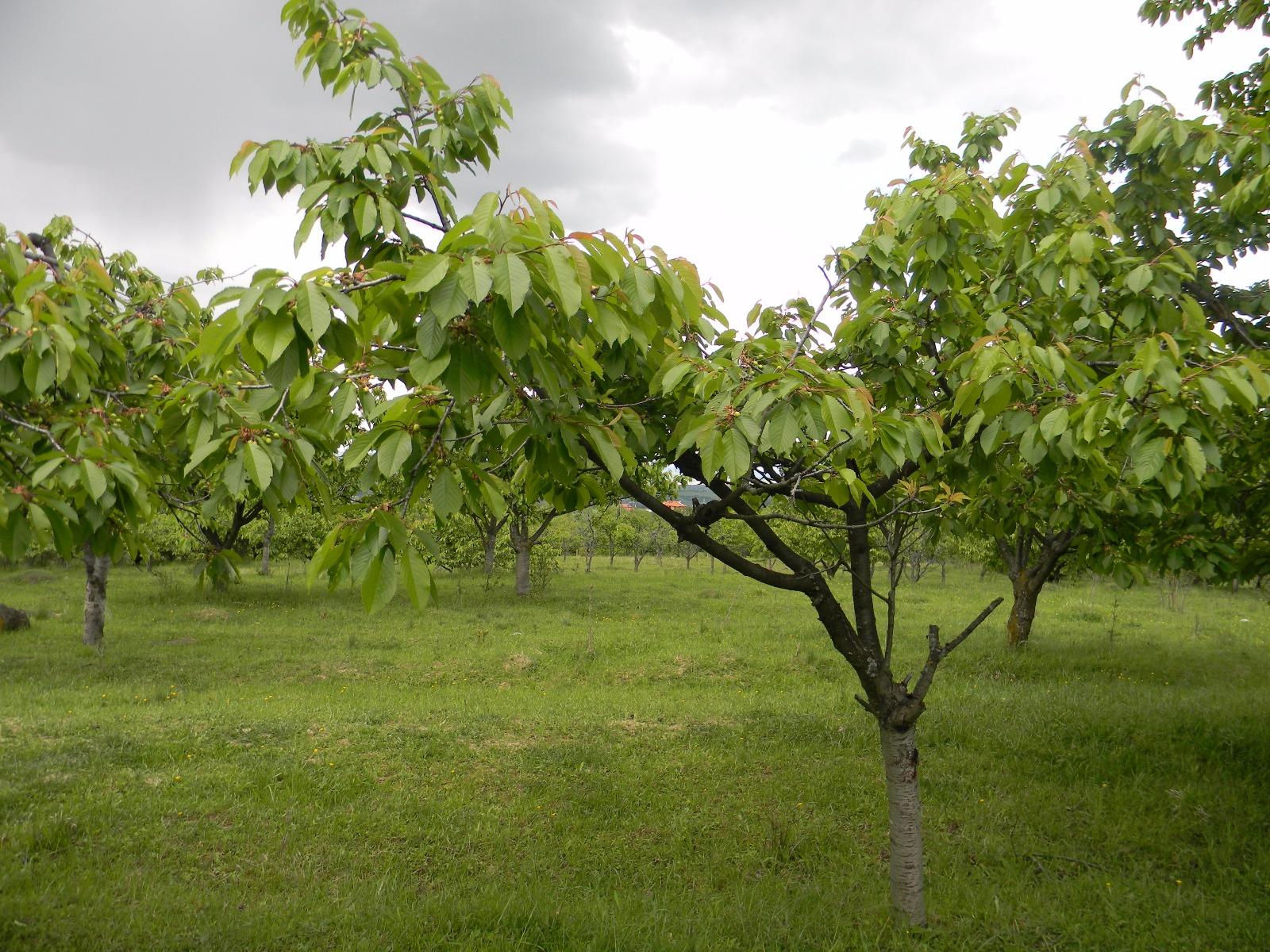 Teren de vânzare Făget - 28248TV | BLITZ Cluj-Napoca | Poza2