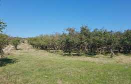 Teren intravilan 1809 mp, zona linistita