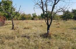 Teren intravilan 2100 mp, zona linistita, cu multa verdeata