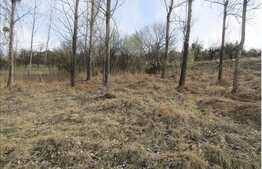 Teren intravilan, 750 mp, front 26 ml, zona linistita