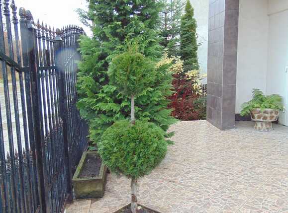 Casa de vânzare 6 camere Dambul Rotund - 29031CV | BLITZ Cluj-Napoca | Poza15