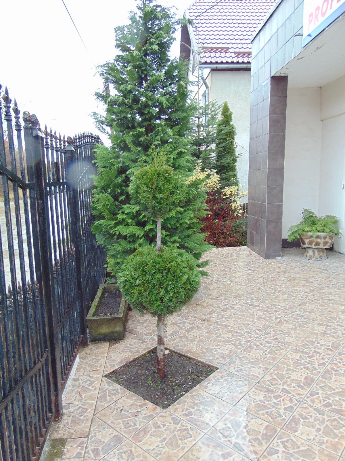 Casa de vânzare 6 camere Dambul Rotund - 29031CV | BLITZ Cluj-Napoca | Poza15