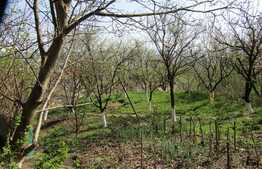 Casa individuala 141 mp, 1487 mp teren, zona linistita