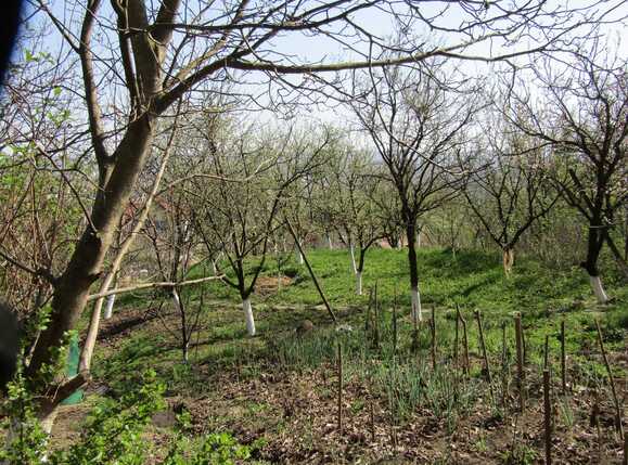 Casa de vânzare 4 camere Dambul Rotund - 31225CV | BLITZ Cluj-Napoca | Poza12