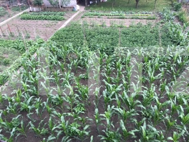 Casa de vânzare 8 camere Apahida - 32176CV | BLITZ Cluj-Napoca | Poza7