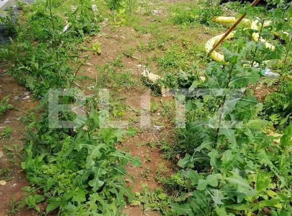 Casa de vânzare 5 camere Gruia - 32178CV | BLITZ Cluj-Napoca | Poza5