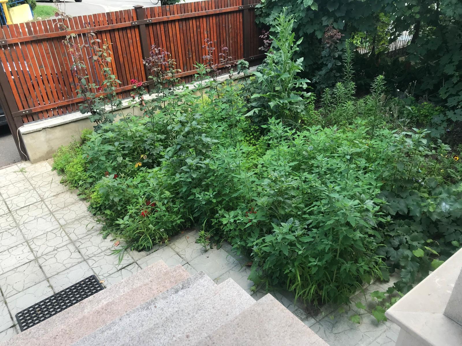 Casa de vânzare 2 camere Grigorescu - 32671CV | BLITZ Cluj-Napoca | Poza12