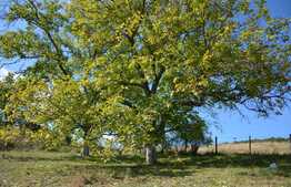 Teren de vanzare 2000 mp, front 28 ml, zona pitoreasca in curs de dezvoltare