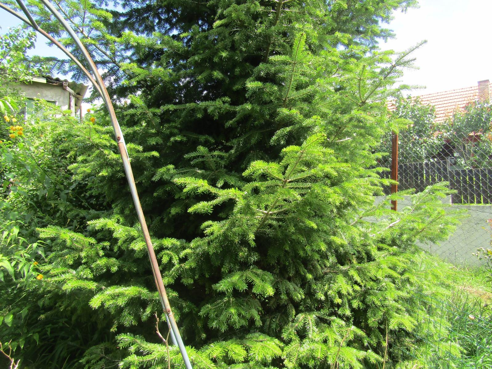 Casa de vânzare 3 camere Dambul Rotund - 33199CV | BLITZ Cluj-Napoca | Poza9