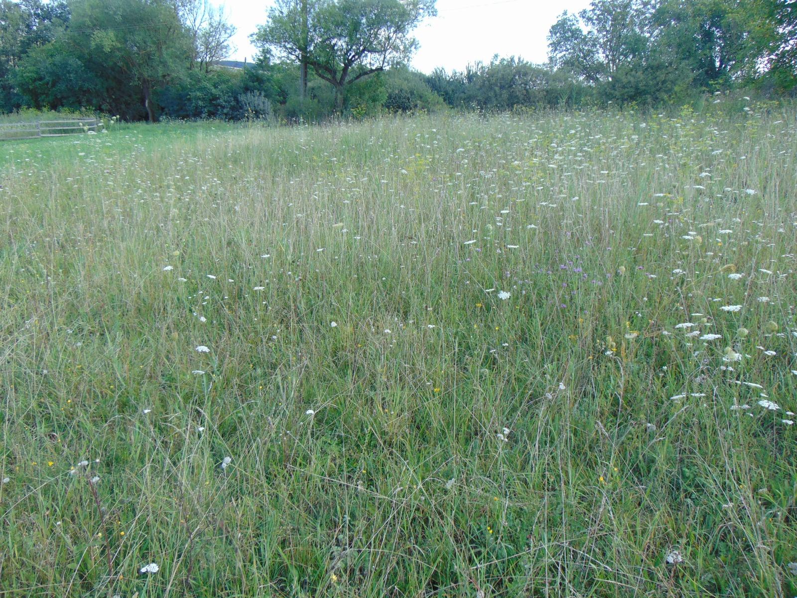 Teren de vânzare Sopor - 33422TV | BLITZ Cluj-Napoca | Poza2