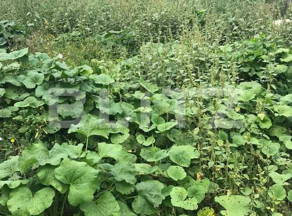 Casa de vânzare 4 camere Dambul Rotund - 33760CV | BLITZ Cluj-Napoca | Poza13