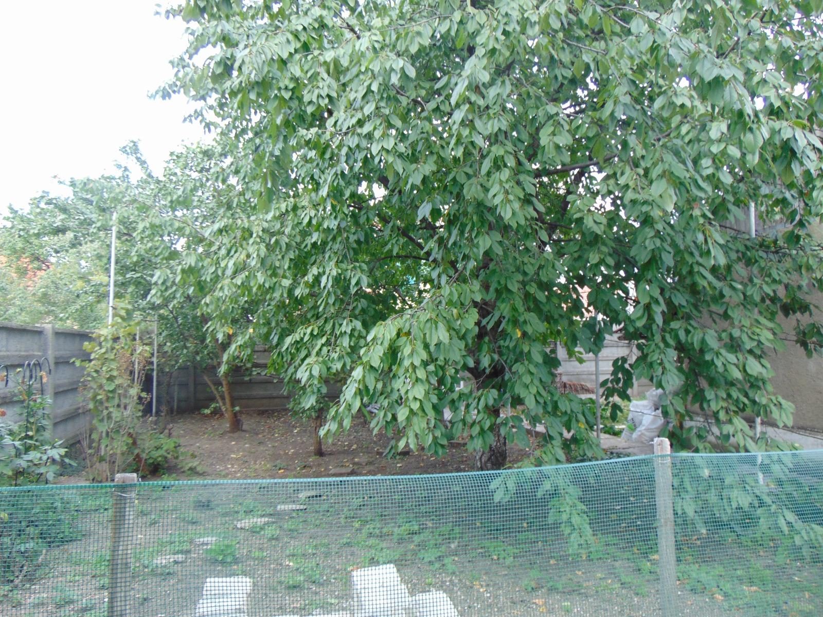 Casa de vânzare 4 camere Gheorgheni - 34130CV | BLITZ Cluj-Napoca | Poza10