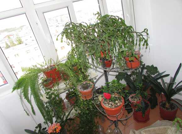 Apartament de închiriat 2 camere Manastur - 34568AI | BLITZ Cluj-Napoca | Poza10