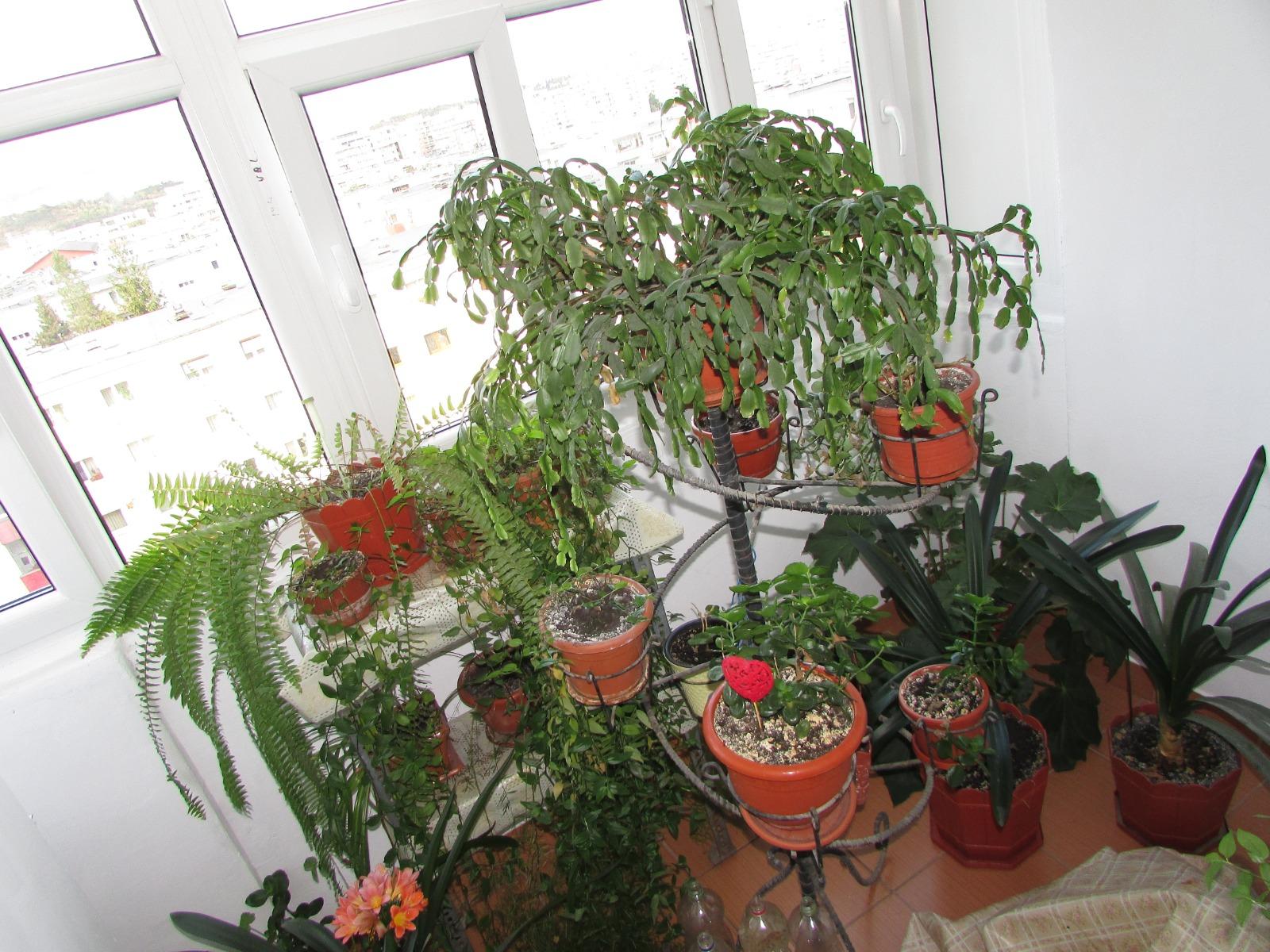 Apartament de închiriat 2 camere Manastur - 34568AI | BLITZ Cluj-Napoca | Poza10