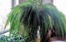 De vanzare casa individuala, 150 mp, teren 800 mp, front stradal 16 ml, zona Eugen Ionesco