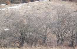 Teren intravilan 2200 mp, zona Tauti!