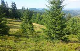 Oportunitate de investitie! Cabana si teren 33000 mp in Muntii Vladeasa, langa partia de schi!