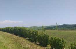 Cabana idilica, in Dezmir, 5800 mp teren!