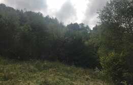 Teren de vanzare cu iesire la lac, 6000 mp, posibilitate parcelare, pretabil pentru cabane de vacanta, Tarnita  