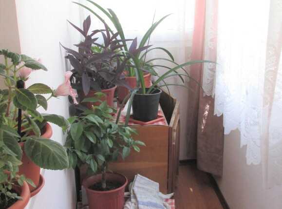 Apartament de vânzare 3 camere Grigorescu - 41442AV | BLITZ Cluj-Napoca | Poza9