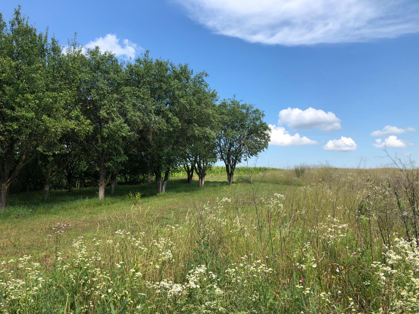 Teren de vânzare Exterior Est - 42486TV | BLITZ Cluj-Napoca | Poza5