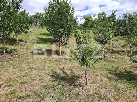 Casa de vânzare 3 camere Dambul Rotund - 52530CV | BLITZ Cluj-Napoca | Poza7