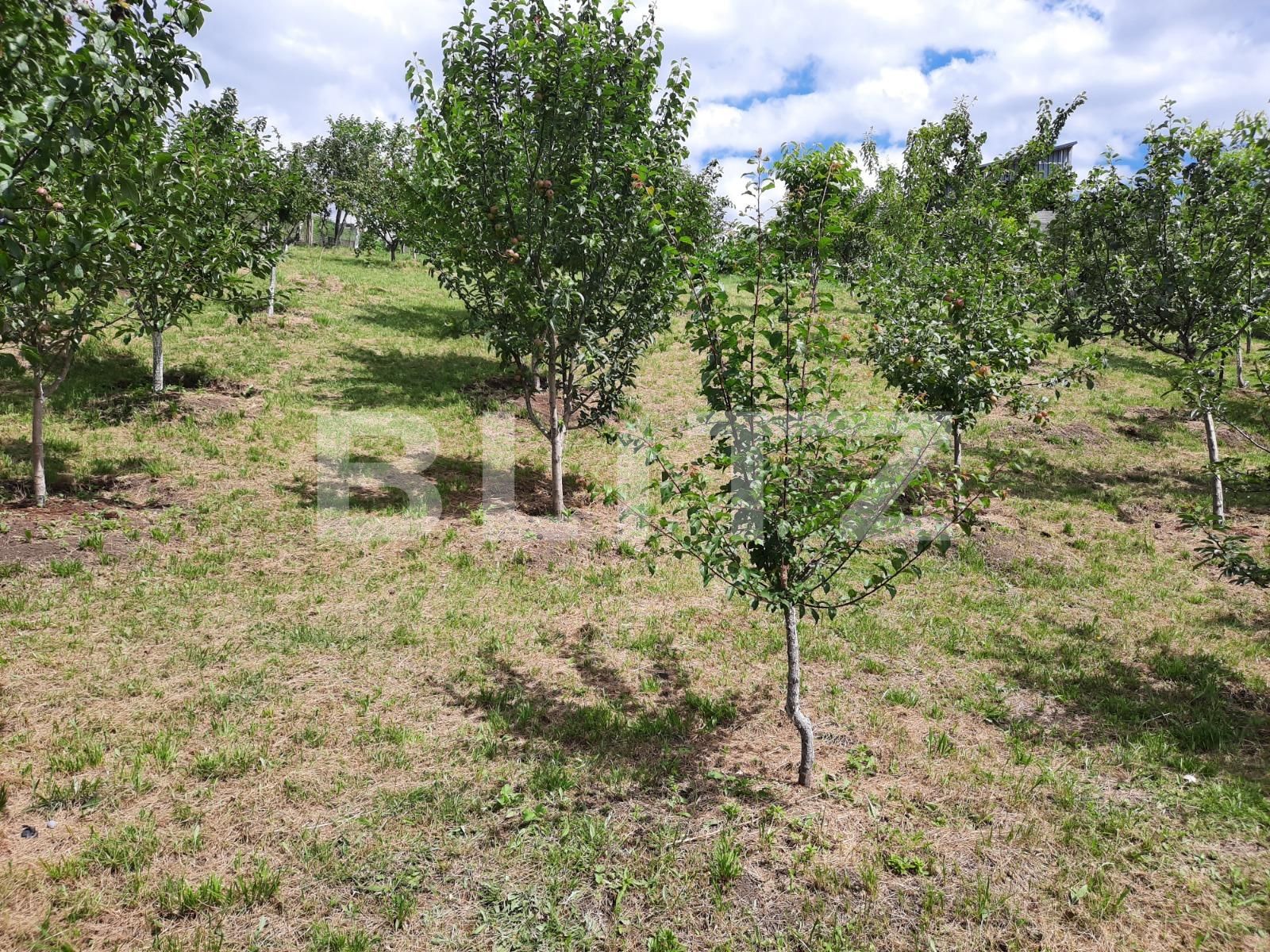 Casa de vânzare 3 camere Dambul Rotund - 52530CV | BLITZ Cluj-Napoca | Poza7