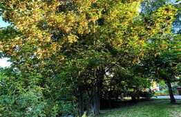 Teren de vanzare in Faget 