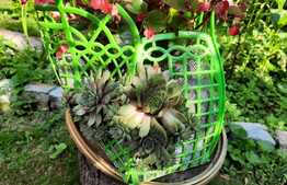 De vanzare casa in calcan renovabila, 80 mp utili, 527 mp teren, in Baciu