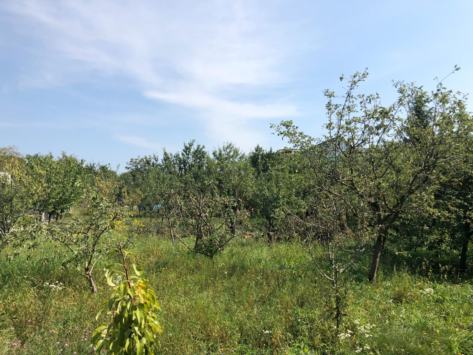 Teren de vânzare Dambul Rotund - 54593TV | BLITZ Cluj-Napoca | Poza3