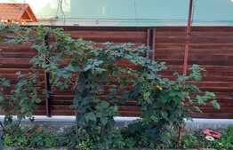 Oportunitate! Casa individuala,160 mp utili, 416 mp teren,zona linistita de case, garaj