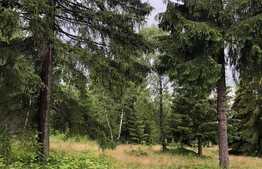 Teren 8413 mp, front 60 ml, Dealu Negru