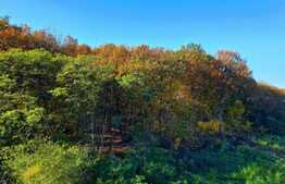 Garsoniera semidecomandata, spatioasa, cu priveliste spre padure.