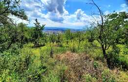 Teren intravilan 2899mp,situat in cartierul Dambu Rotund 