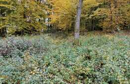 Teren intravilan Faget, 989 mp