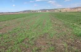 Teren 2300 mp intravilan arabil, Apahida