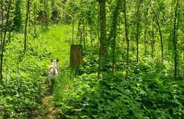 Casa individuala renovabila, 85 mp utili, teren 507 mp, Darste