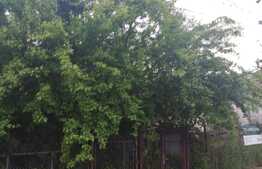 Super ofertă! Casă demolabilă cu grădină generoasă 540 mp 