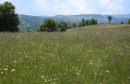 Teren 3700 mp la Moeciu