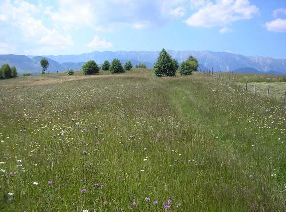 Teren de vânzare Exterior Vest - 64945TV | BLITZ Brașov | Poza7