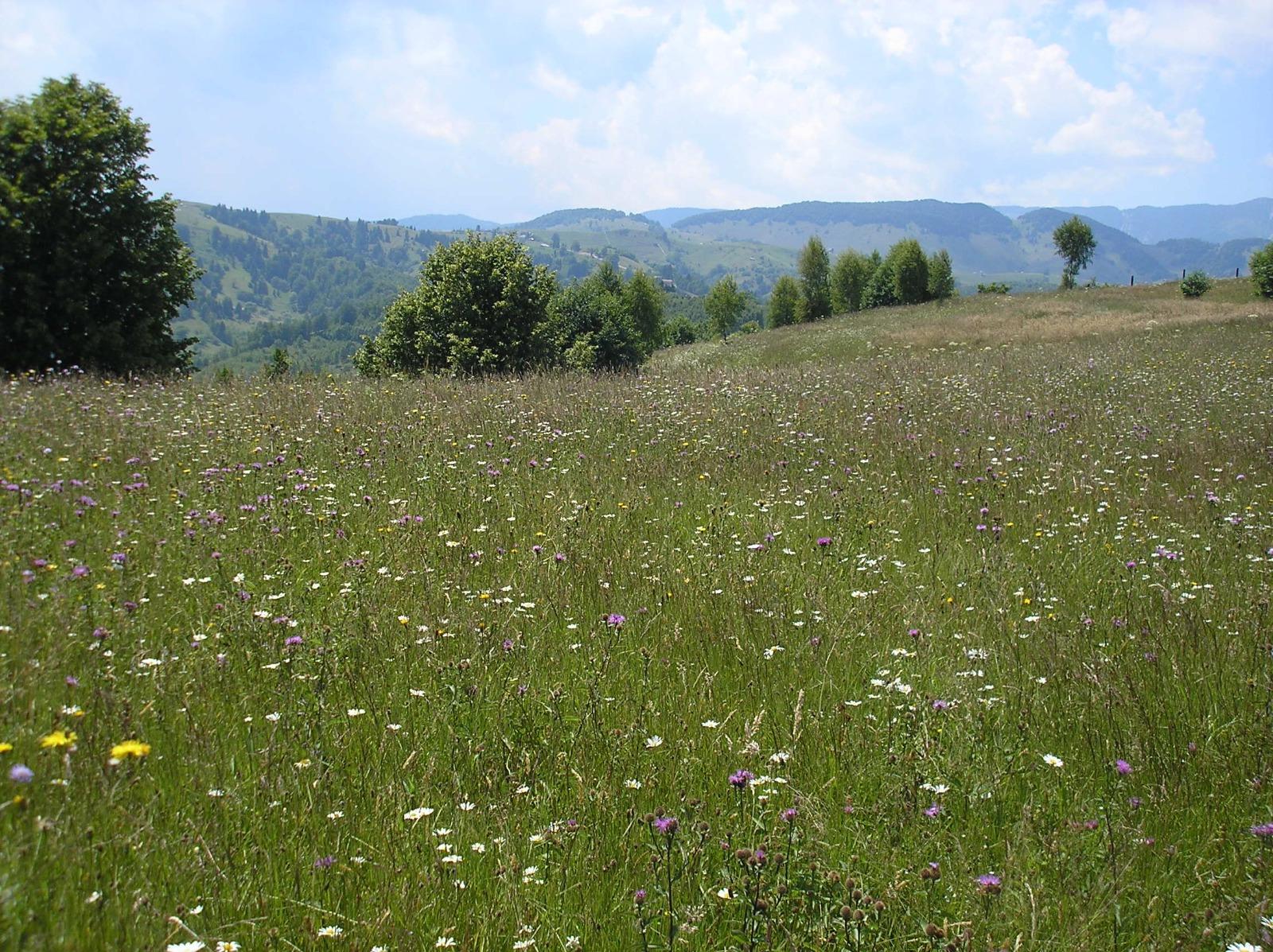 Teren de vânzare Exterior Vest - 64945TV | BLITZ Brașov | Poza4