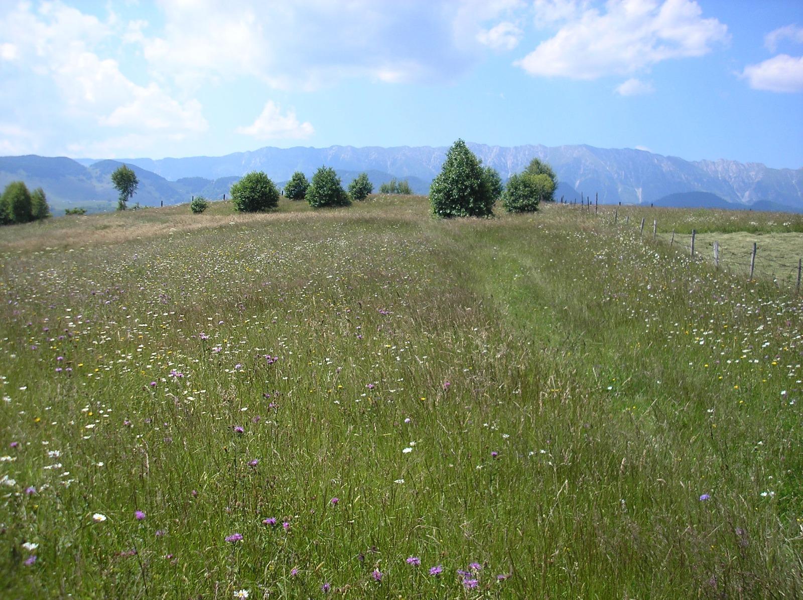 Teren de vânzare Exterior Vest - 64945TV | BLITZ Brașov | Poza7