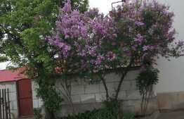 De vanzare casa, singur in curte, 1000 mp teren, 120 utili, Zona Ciuperca