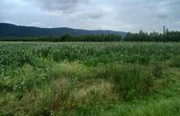 Vand teren zona Bontida, 78000 mp, aprox 1km front la strada, utilitati in zona